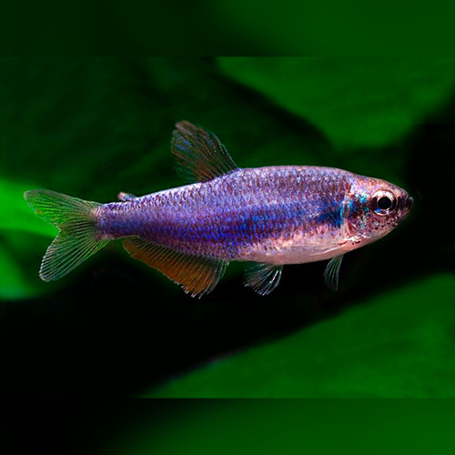 Super Blue Emperor Tetra
