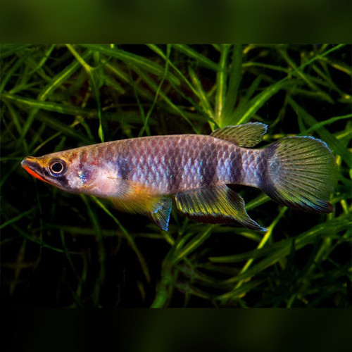 Epiplatys dageti