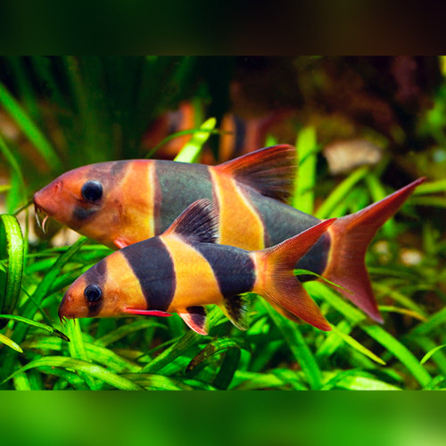 Clown Loach