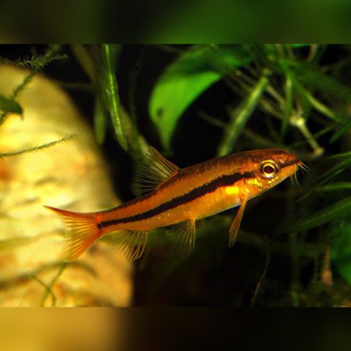 Rosy Loach Petruichthys sp