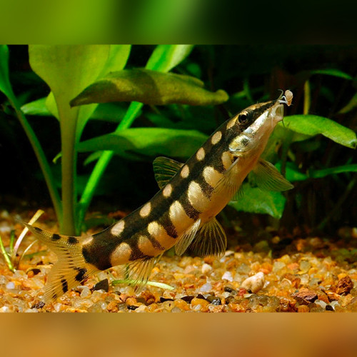 Dwarf Chain Loach