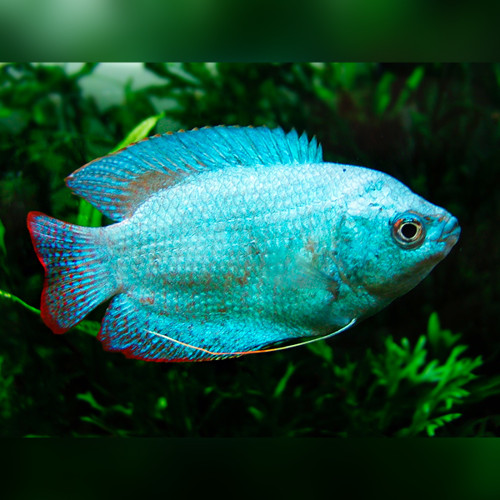 Powder Blue Dwarf Gourami