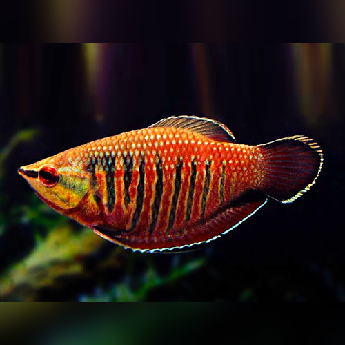 Vaillant's Chocolate Gourami