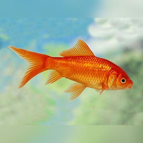 Red Comet Goldfish