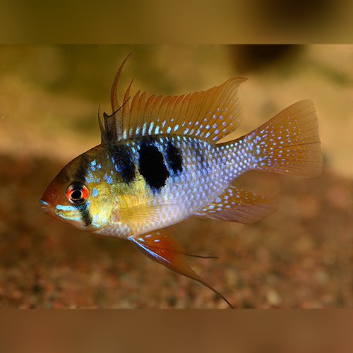 German Ram Dwarf Cichlid