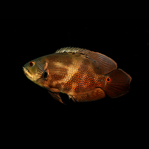 Red Oscar Cichlid Astronotus ocellatus