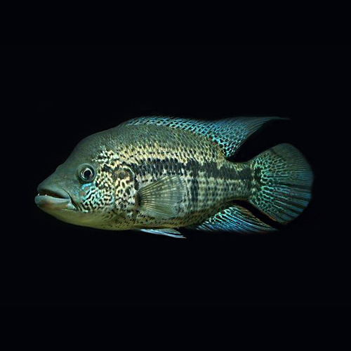 Wolf Cichlid Parachromis dovii