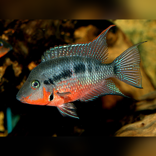 Firemouth Cichlid Thorichthys meeki