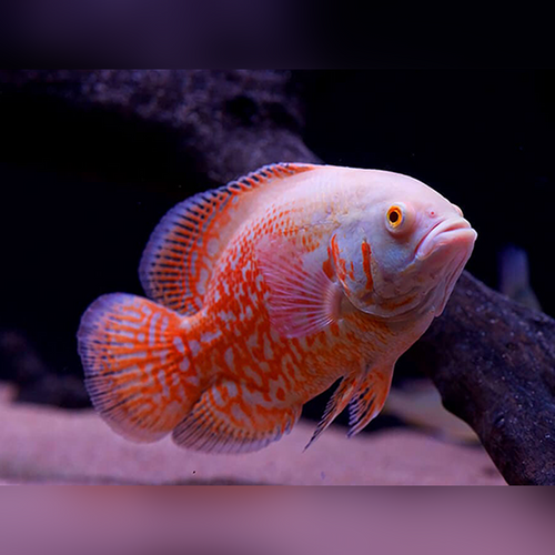 Albino Tiger Oscar Cichlid