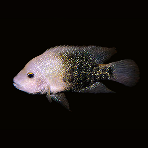 Texas Cichlid Herichthys cyanoguttatus