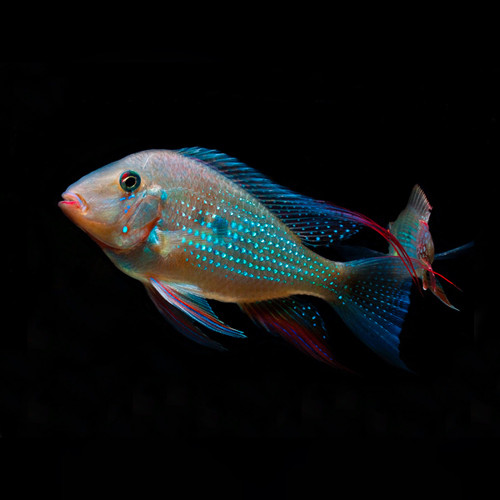 Threadfin Acara Cichlid Acarichthys heckelii