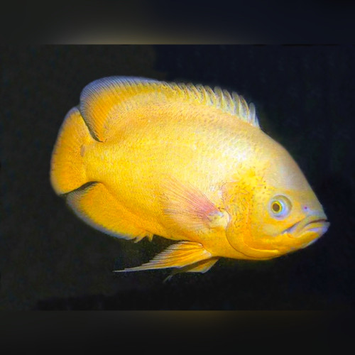 Lemon Oscar Cichlid