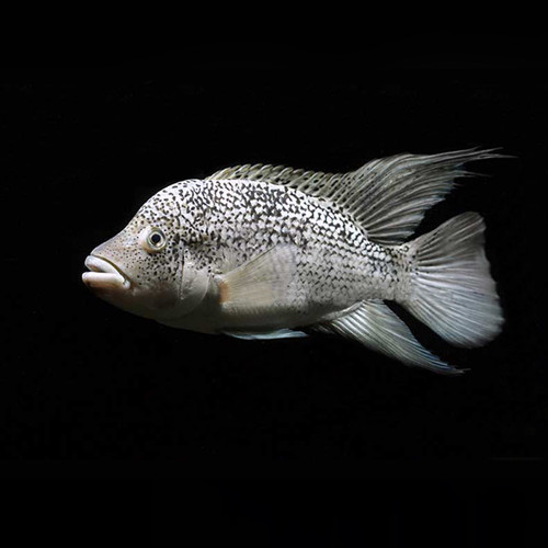 Black Nasty Cichlid (Nandopsis haitiensis) - Riverpark Aquatics