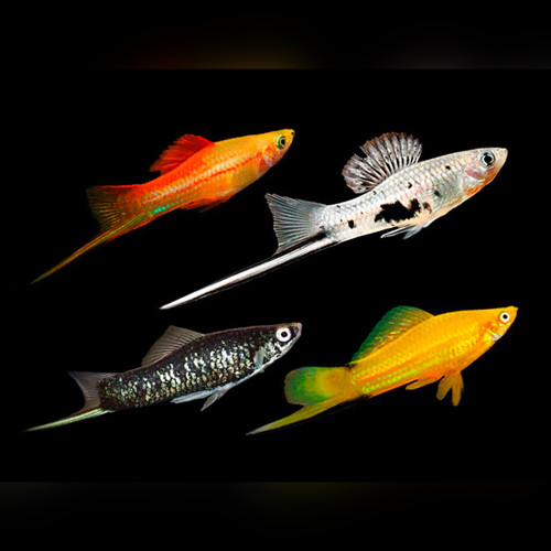 Assorted Swordtails