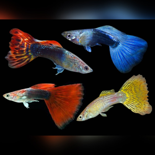 Assorted Male Guppies