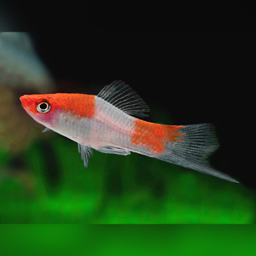 Albino Koi Swordtail