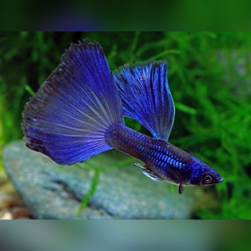 Tarzan Blue Guppy Trio