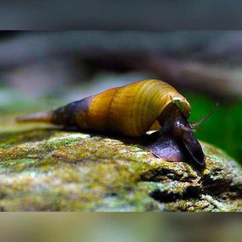 Long Nose Snail