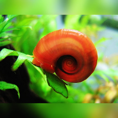 Red Ramshorn Snail