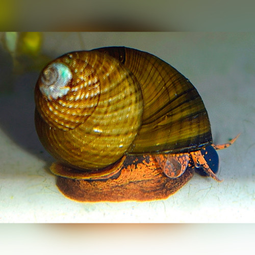 Green Torpedo Snail