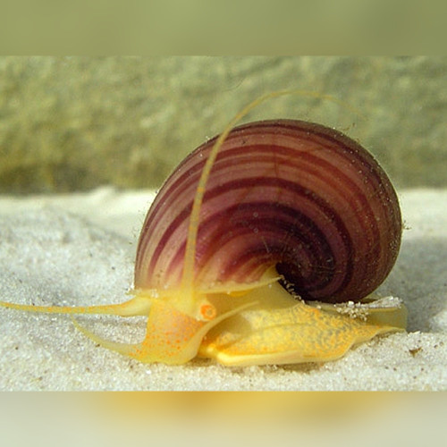 Wild Type Apple Snail