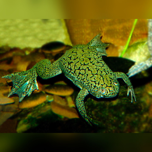African Clawed Frog