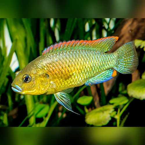 Southern Mouth-Brooder Cichlid Pseudocrenilabrus philander