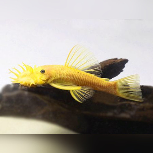 Ancistrus-sp-L144-Lemon-450x338