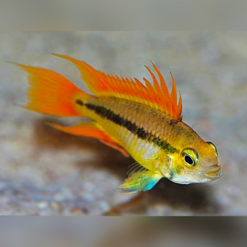 Apistogramma-cacatuoides-«Orange»