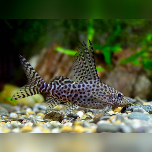 Synodontis-eupterus