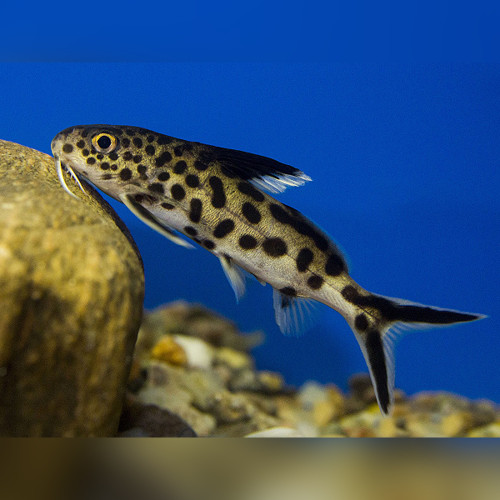 Synodontis-petricola