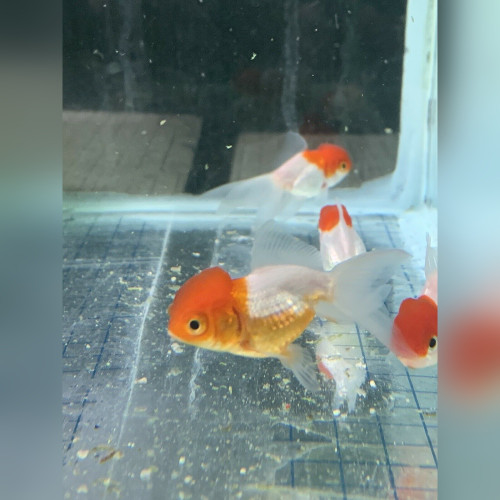 Red Cap Oranda