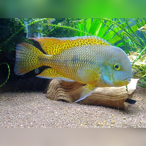 Nicaraguan Cichlid