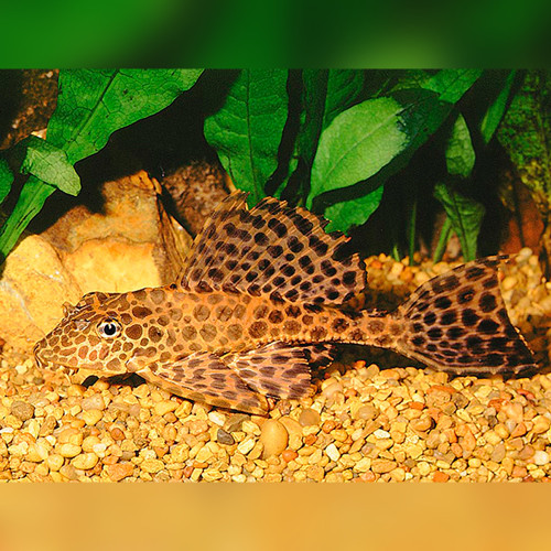 Sailfin Pleco Pterygoplichthys-gibbiceps