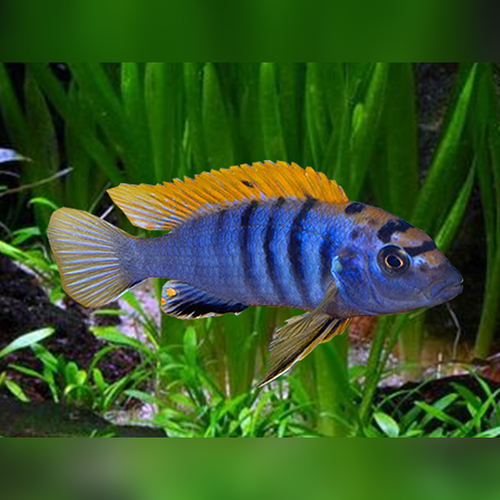 Red Top Lab Labidochromis Hongi