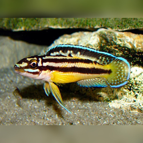 Julidochromis-regani-Kipili-600x450