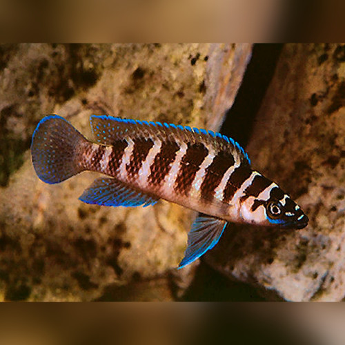 Cylinder Cichlid