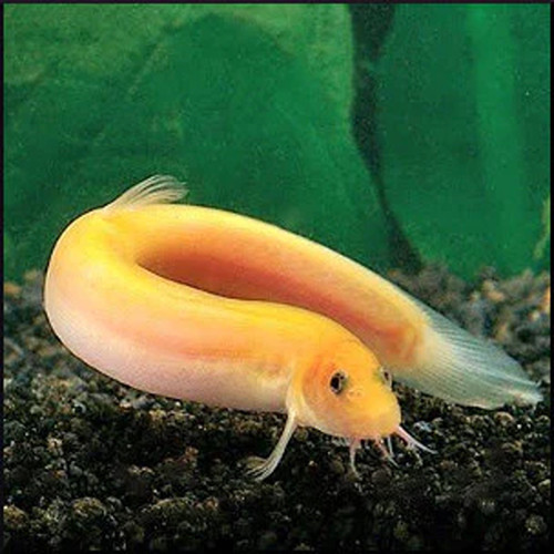 Golden Weather Loach Misgurnus anguillicaudatus