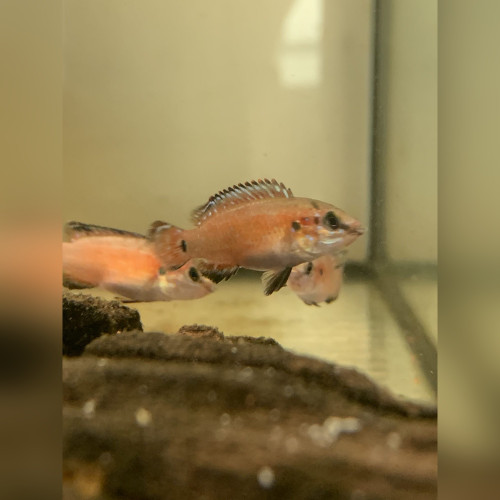 Turkana Jewel Cichlid Hemichromis exsul