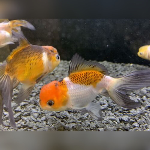 Tricolour Red Cap Oranda