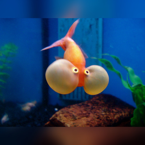 Red Bubble Eye Goldfish