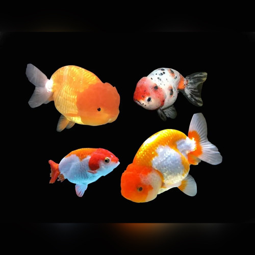 Assorted Ranchu