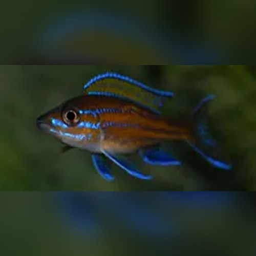 Blue Neon Cichlid (Paracyprichromis Nigripinnis)