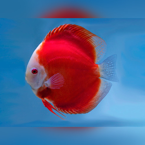 Red-Melon-Discus