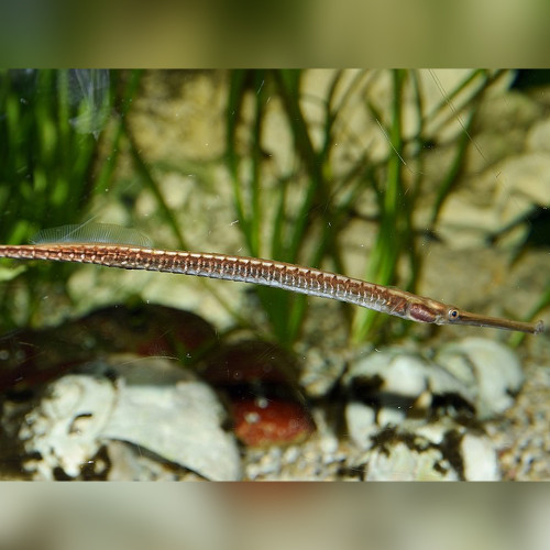 Long-Snouted Pipefish (Doryichthys Boaja)