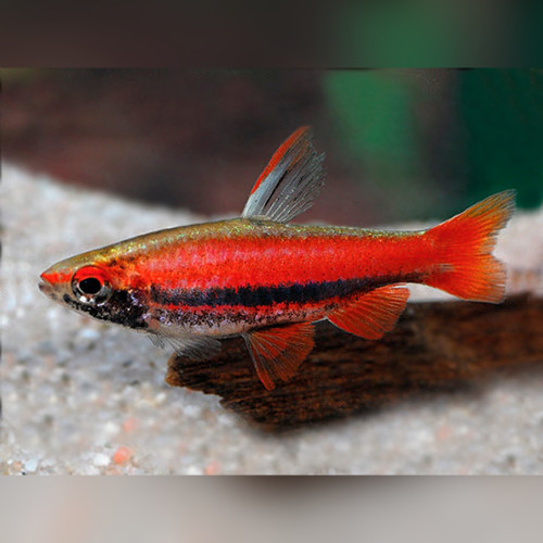 Purple Pencilfish Peru Red II (Nannostomus Rubrocaudatus)