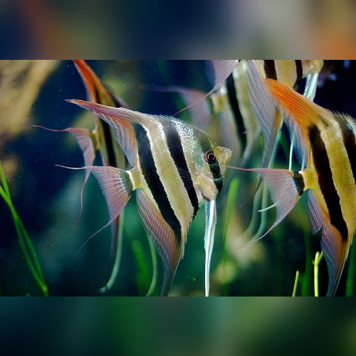 F1 Altum Angelfish Inirida (Pterophyllum Altum)