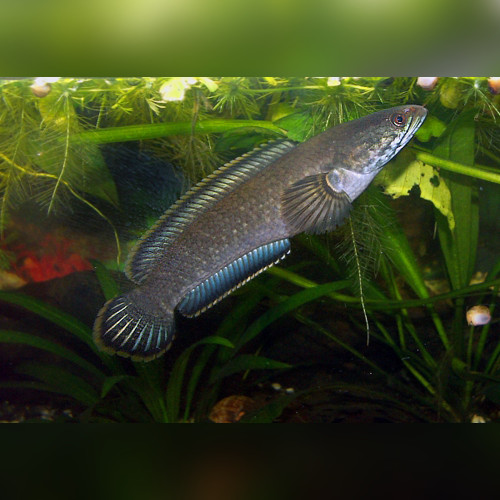 Dwarf Snakehead