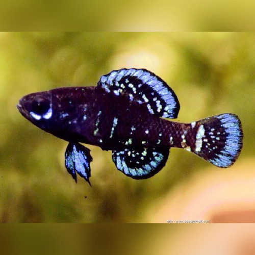 Everglades Pygmy Sunfish Elassoma evergladei