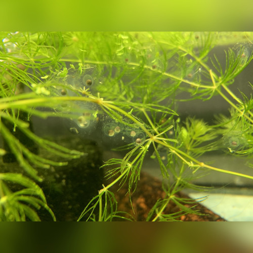 Axolotl Eggs